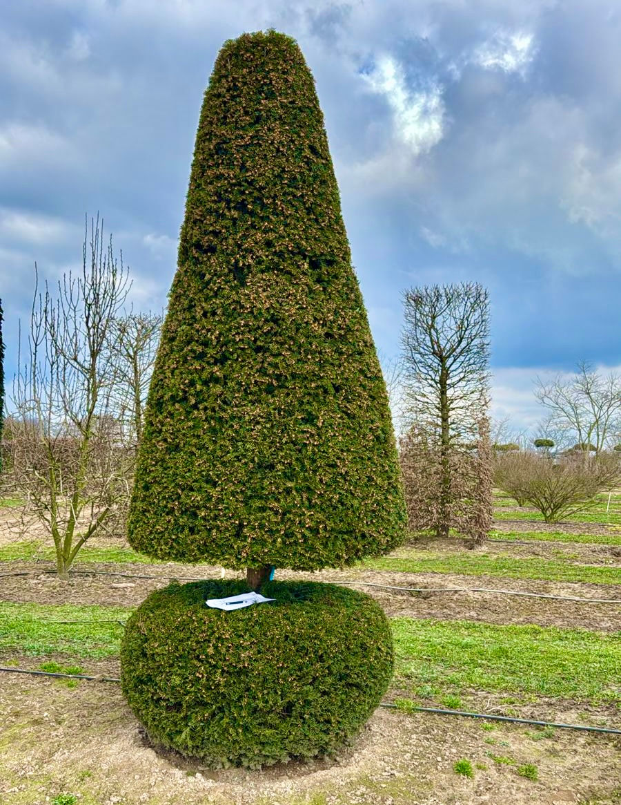 Миниатюра: Тис ягодный, топиарная форма "Конус на шаре" (Taxus baccata)