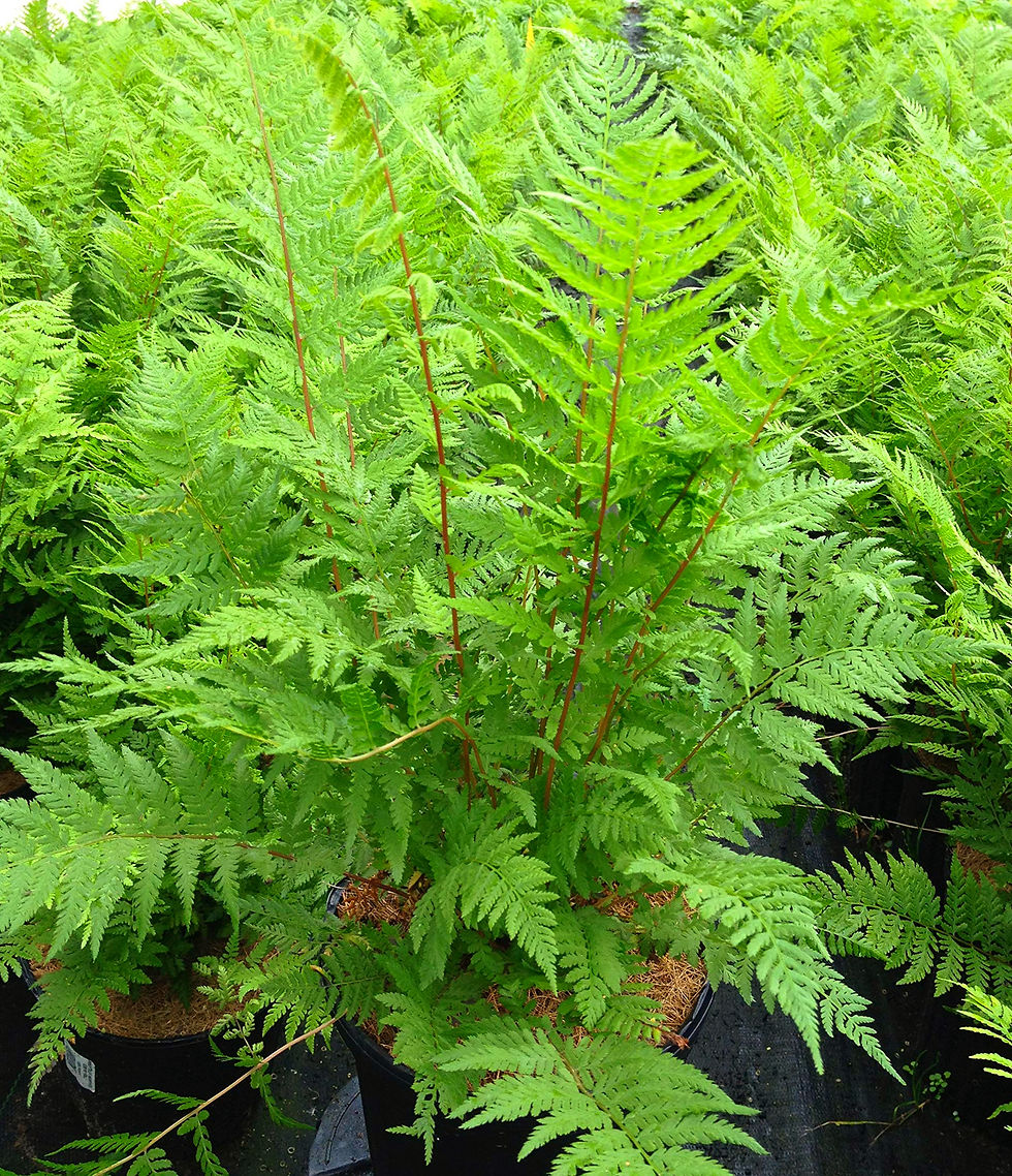 Миниатюра: Кочедыжник Женский "Леди ин Ред" (Athyrium filix-femina "Lady in Red")