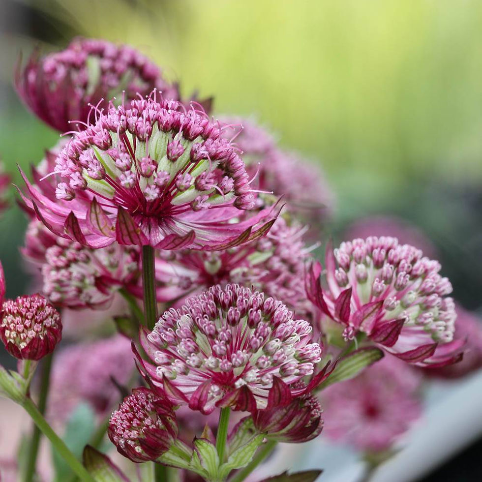 Астранция большая "Примадонна" (Astrantia major "Primadonna")