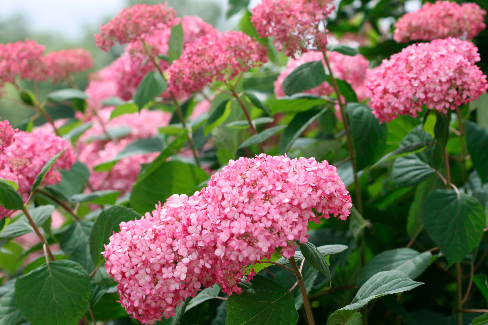 Гортензия древовидная "Эко Пинк Пафф" (Hydrangea arborescens "Eco Pink Puff")