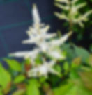Астильба японская "Вашингтон" (Astilbe japonica "Washington")