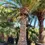 Миниатюра: Финик канарский (Phoenix canariensis)