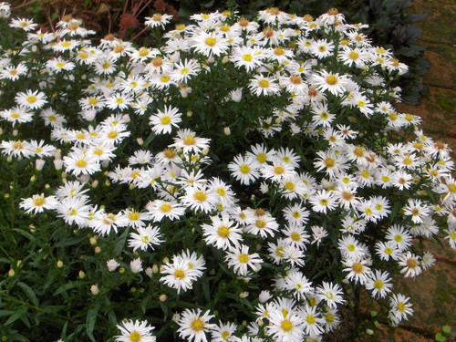 Астра кустарниковая, Aster dumosus, "Schneekissen" | Белый Сад