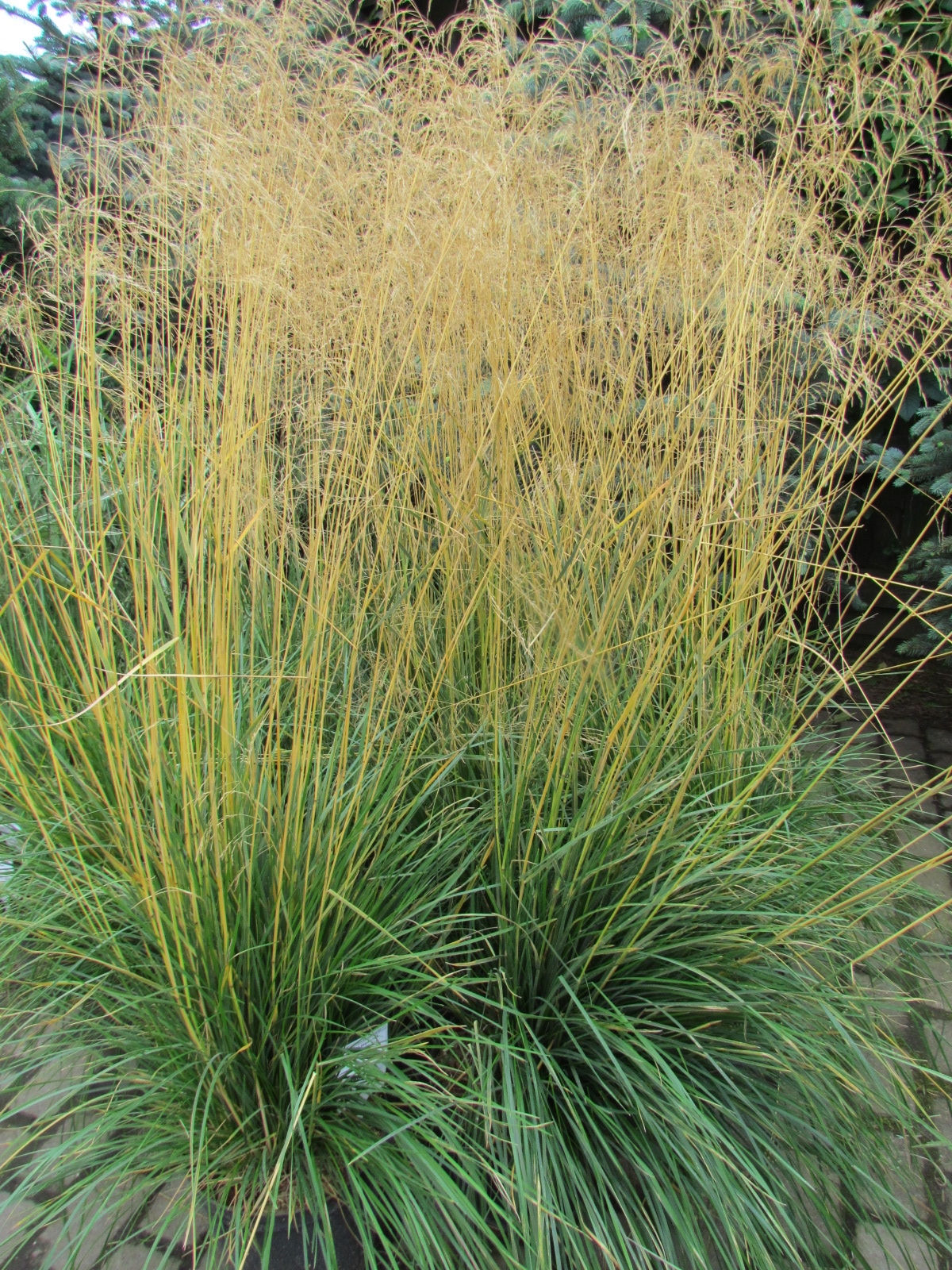 Щучка дернистая (Луговик) "Голдшлейр" (Deschampsia cespitosa "Goldschleier")