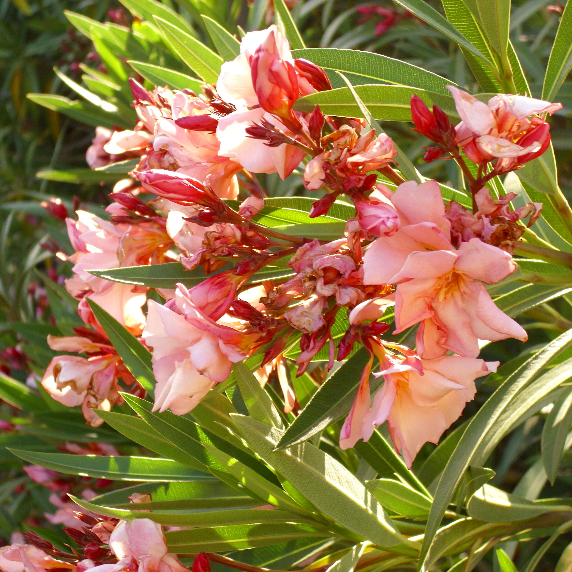 Олеандр обыкновенный "Миссис Родинг" (Nerium oleander "Mrs. Roeding")