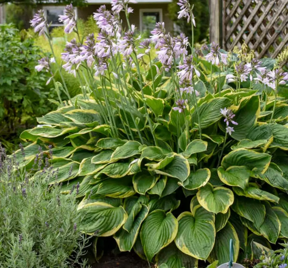Хоста Ауреомаргината (Hosta Aureomarginata)