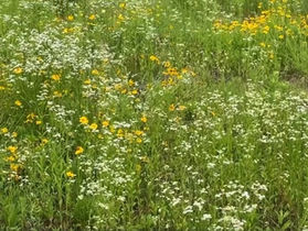 山里の訪問診療2020梅雨入り: