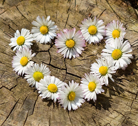 daisies-712892_1920.jpg