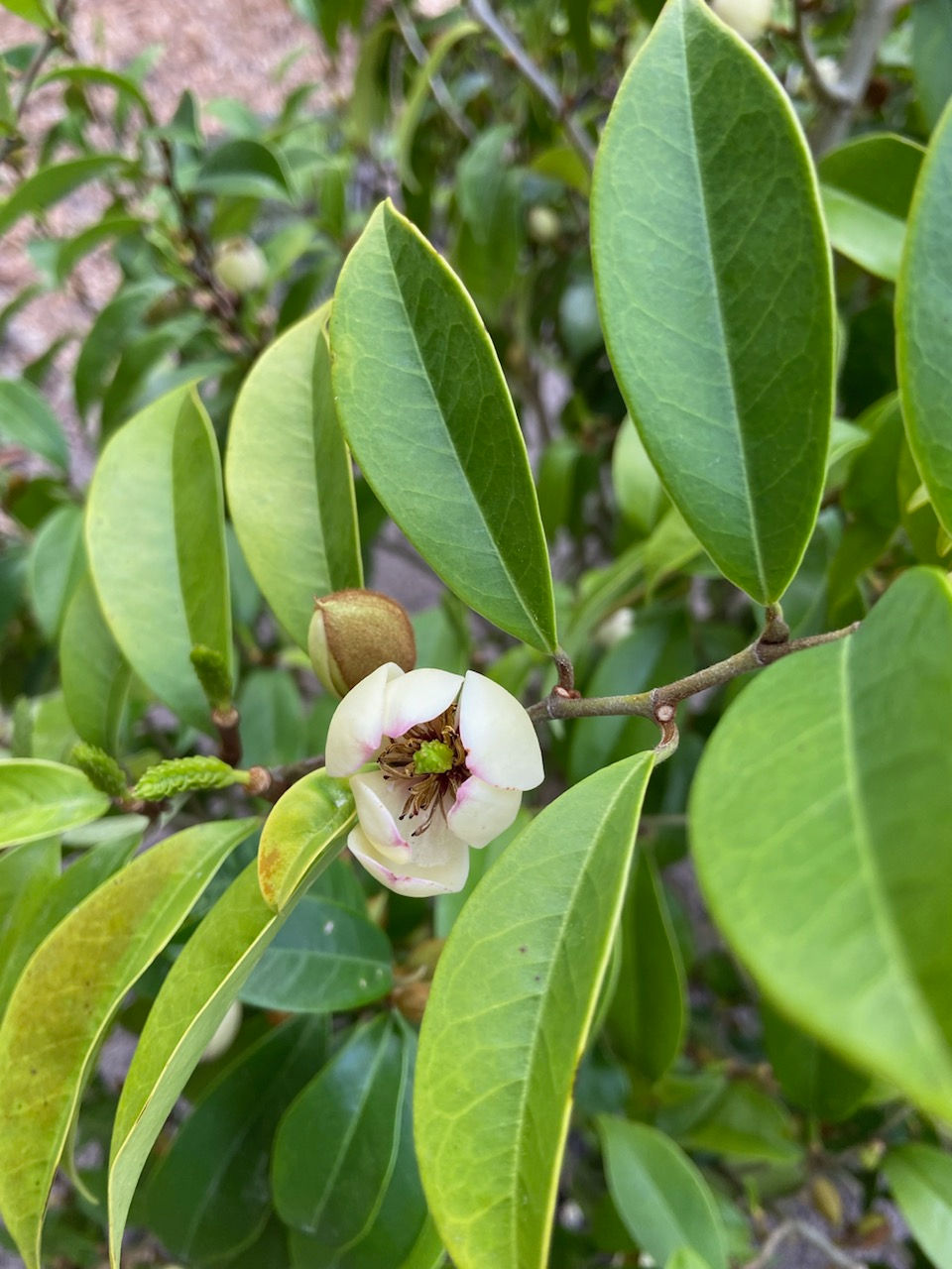 Long may she Bloom & Grow!