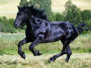 Black Friesian horse running in a green field