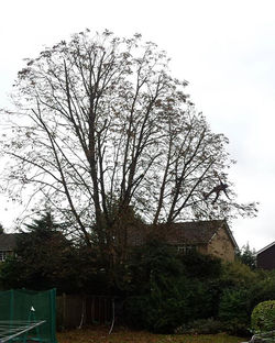 Enjoyable little Chestnut prune up