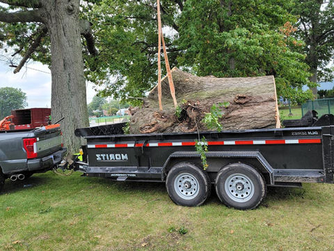 Stump Removal