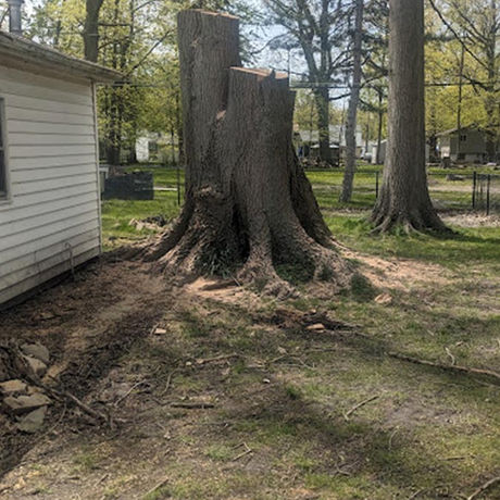 Tree Removal