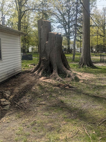 Tree Removal