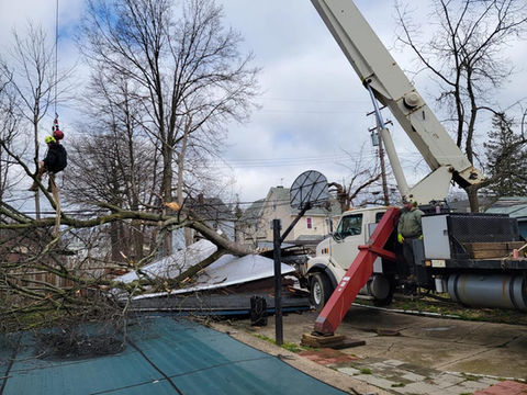 Emergency Tree Services