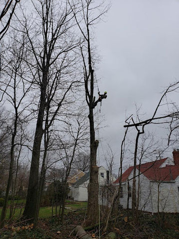 Tree Trimming/Pruning