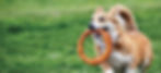 Laroo-pet-7_edited.jpg