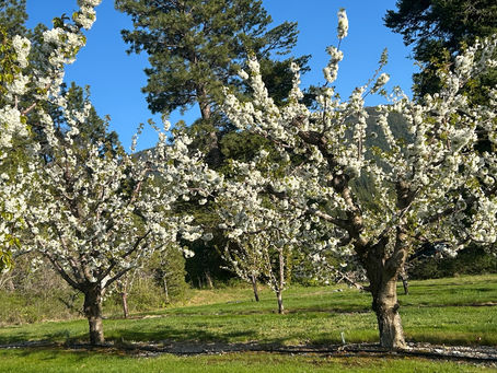 Beautiful Cherry Blooms 2025
