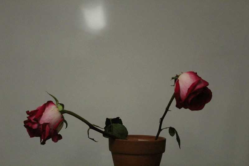 flowerbloom.gif
