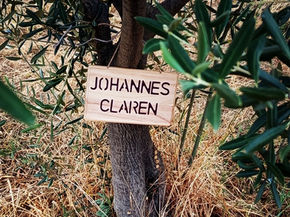 Many thanks for the olive tree sponsorship "Johannes Claren"