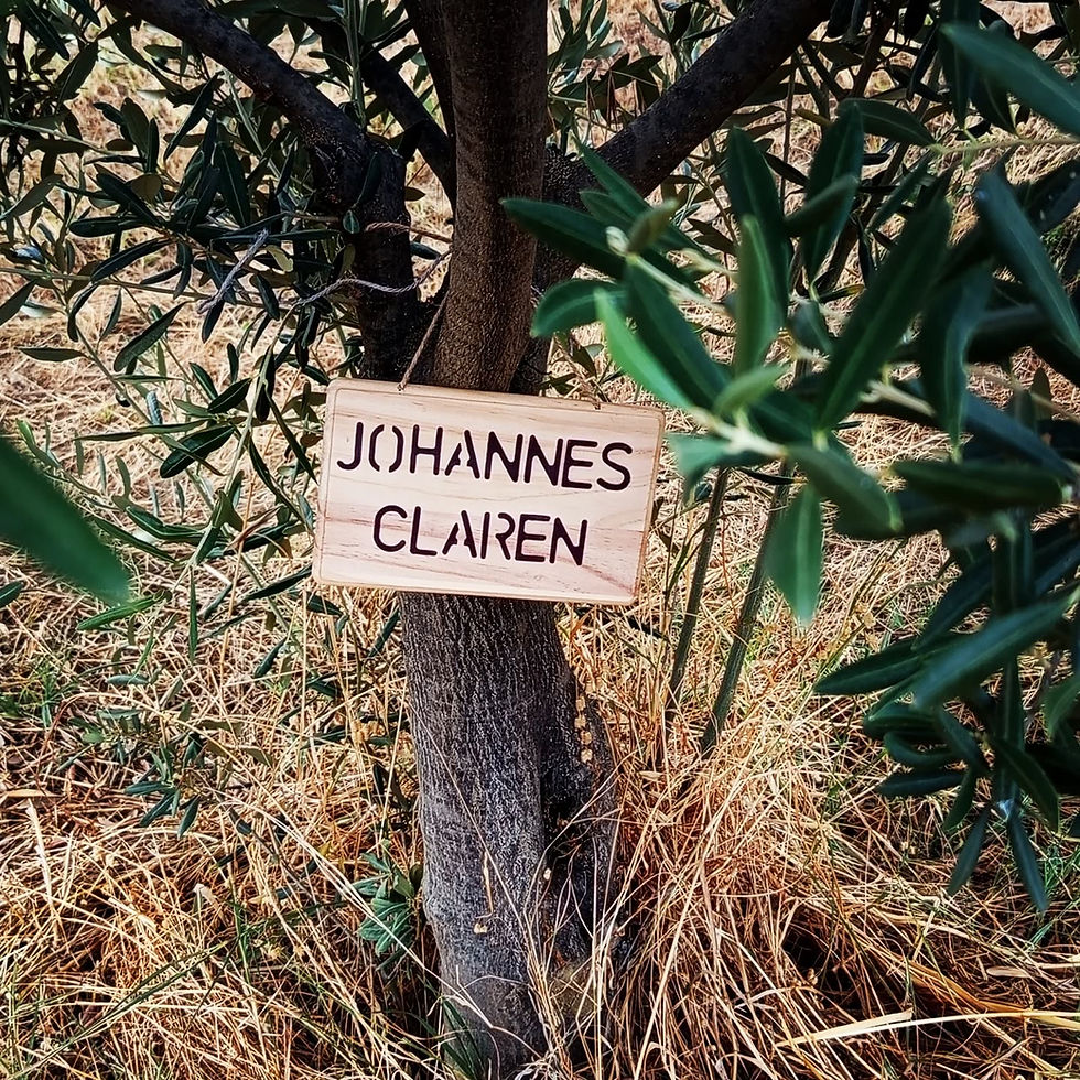 Many thanks for the olive tree sponsorship "Johannes Claren"