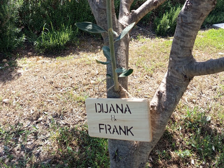 Vielen lieben dank für die Olivenbaum - Patenschaft "Dijana und Frank"