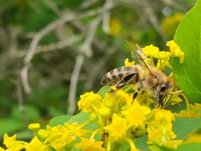 Imkern in Griechenland: Chalkidiki - Paliurus in voller Blüte Pollen und Nektar sammeln. 