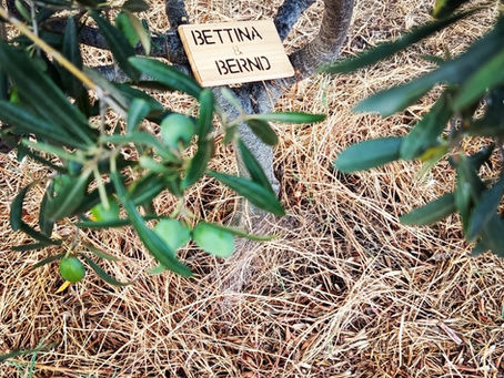 Thank you very much for the sponsorship of the "Betina and Bernd" olive tree