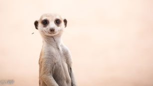 Our Kgalagadi Summer: Part 1 - Mata Mata