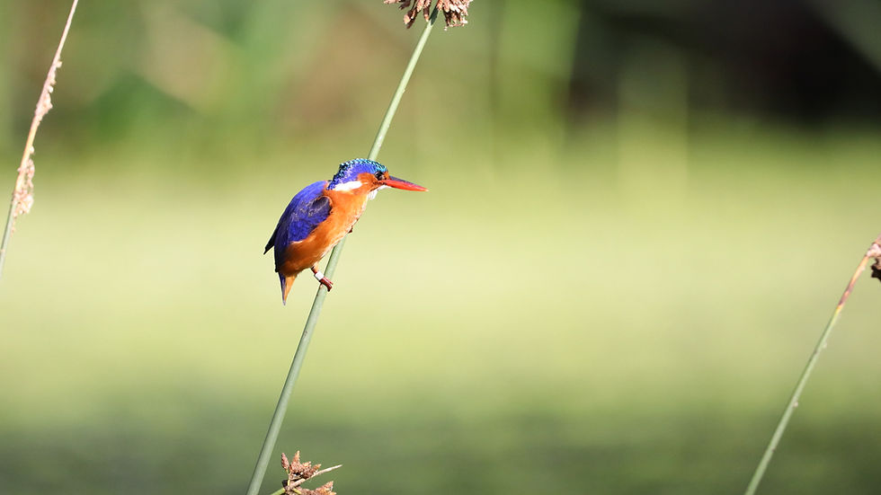 The Balancing Act