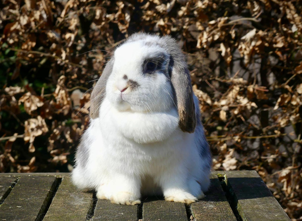 Roos