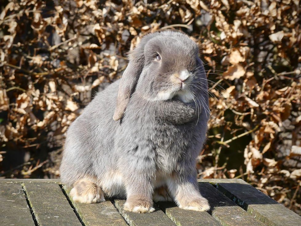 Mika