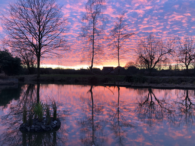 Schwimmende Pflanzeninsel bei Sonnenuntergang