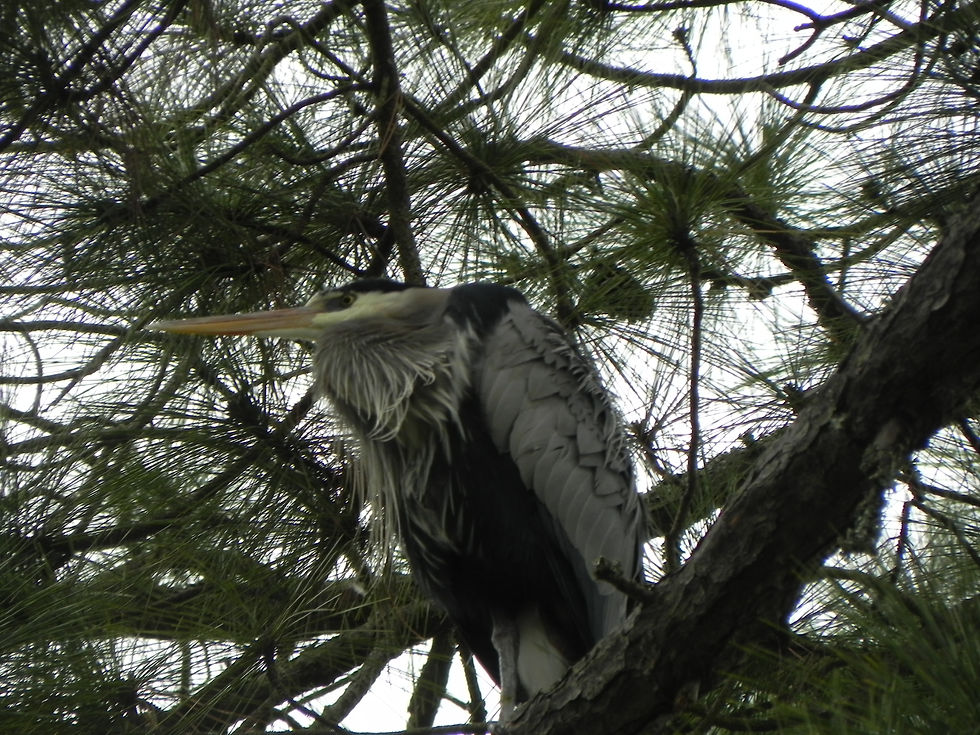 Great Blue Heron