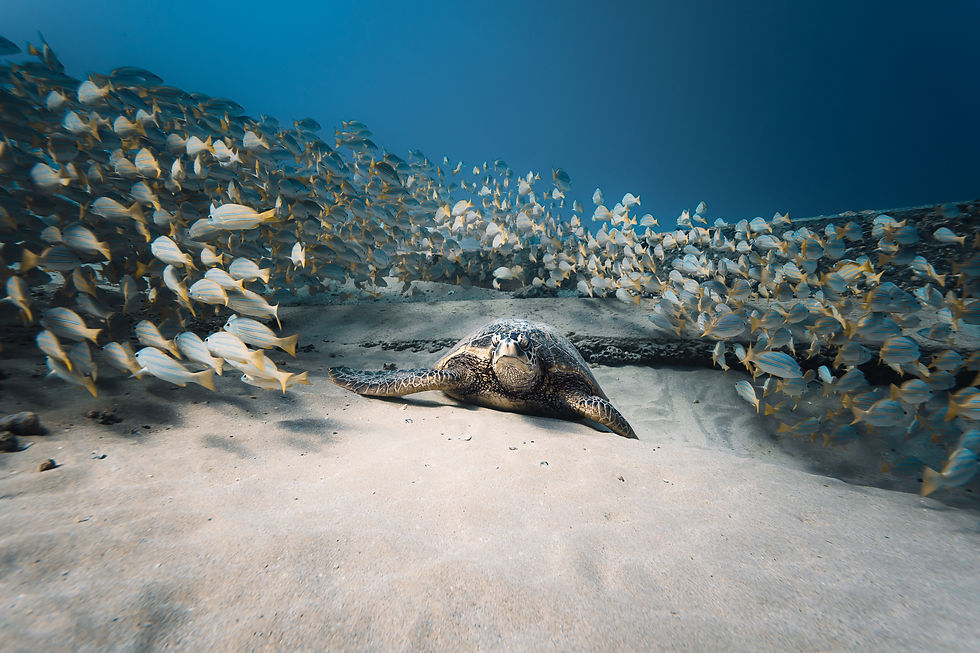 Hidden Honu