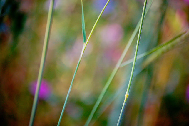 abstract photograpy stalk