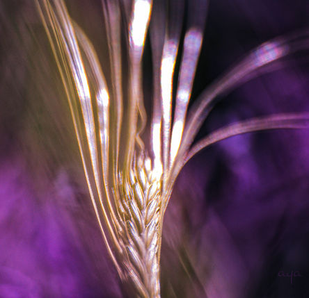 abstract nature photo wheat with puple background