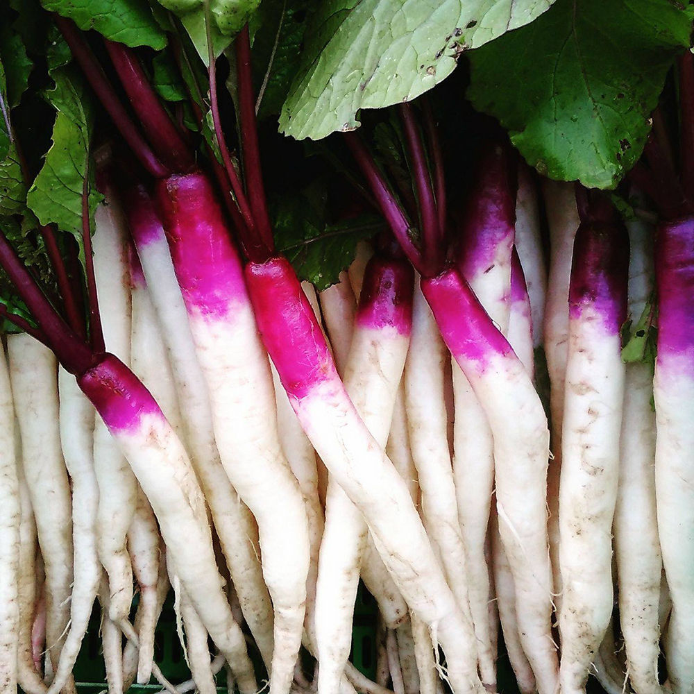 漬物用在来野菜（５キロ・葉っぱ込み）