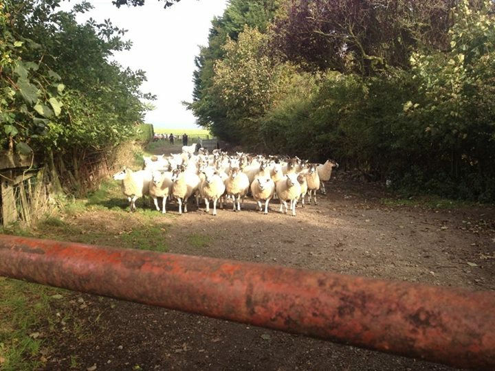 英語の数え方の単位