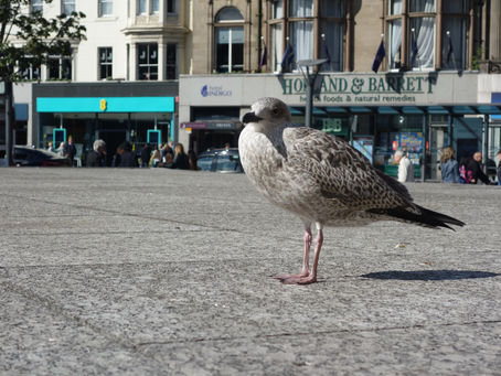 一石二鳥はイギリスのことわざだと知っていましたか?