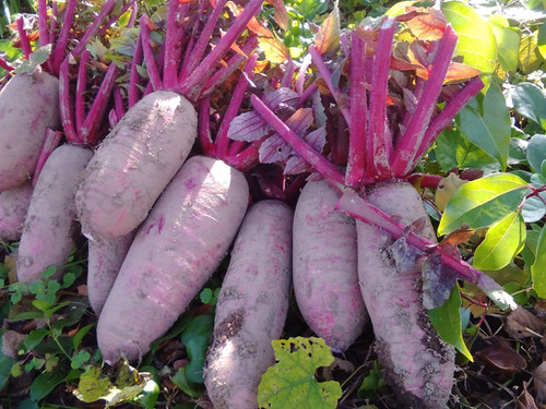新鮮 空芯菜 5キロ+つるむらさき 5キロ+かぼちゃ葉っぱ4キロ