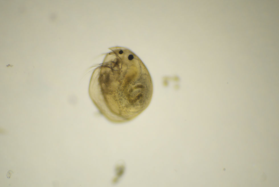 Chydorus sphaericus microcrustacean under microscope. Transparent freshwater cladoceran feeding on algae and bacteria.
