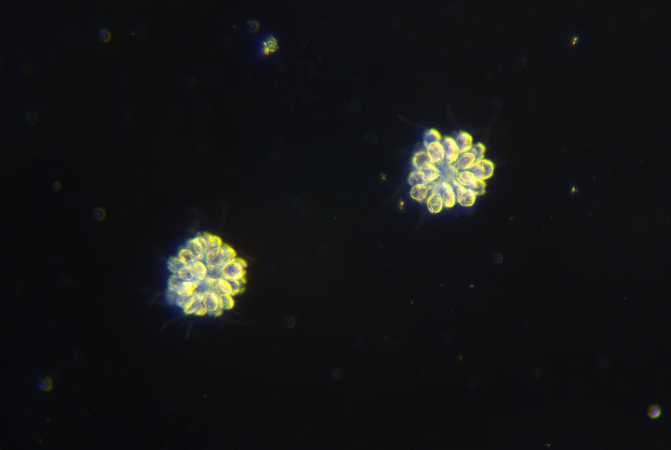 Gonium green algae colony showing coordinated swimming behavior. Evolutionary link between unicellular and multicellular organisms.