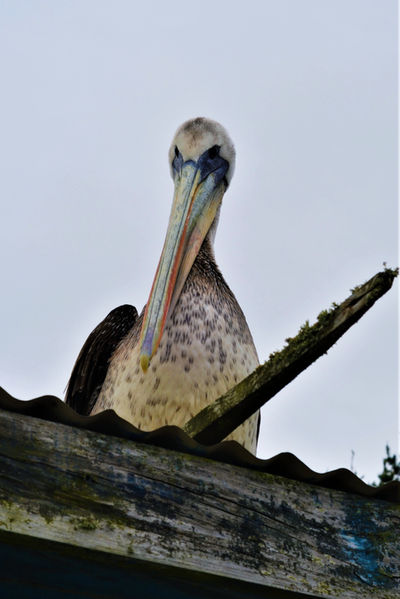 Pelecanus thagus, seabird of the Chilean Pacific coast, known for its distinctive plumage that changes color during the breeding season.