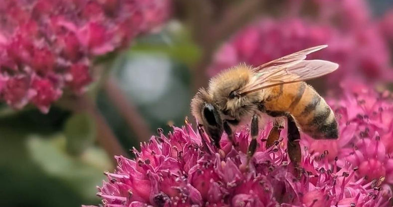 Abeille butinant de l'orpin pourpre rucher domaine botania_edited.jpg