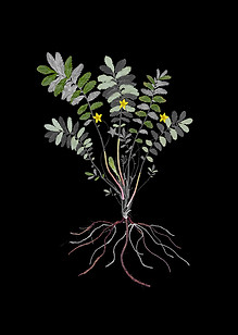 silverweed_small.jpg
