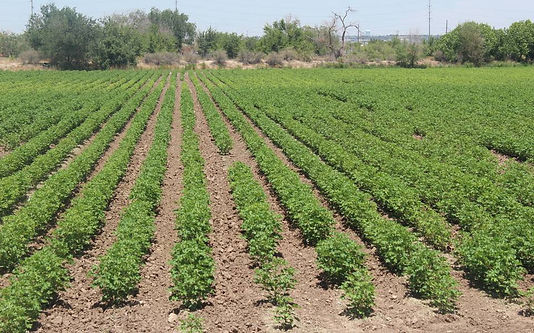 campos de algodon.JPG