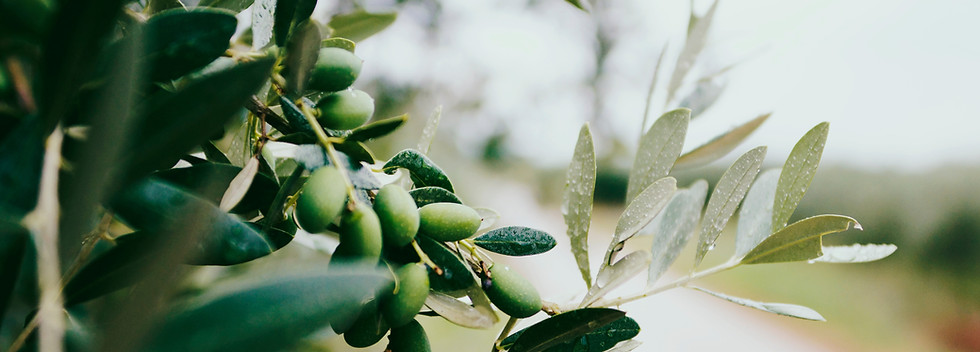 Fruit and Leaves