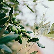 Fruit and Leaves