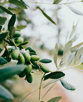 Fruit and Leaves